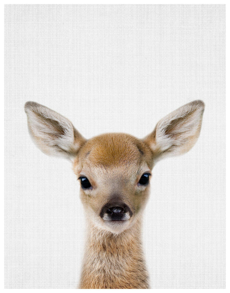 Baby Deer Canvas Print