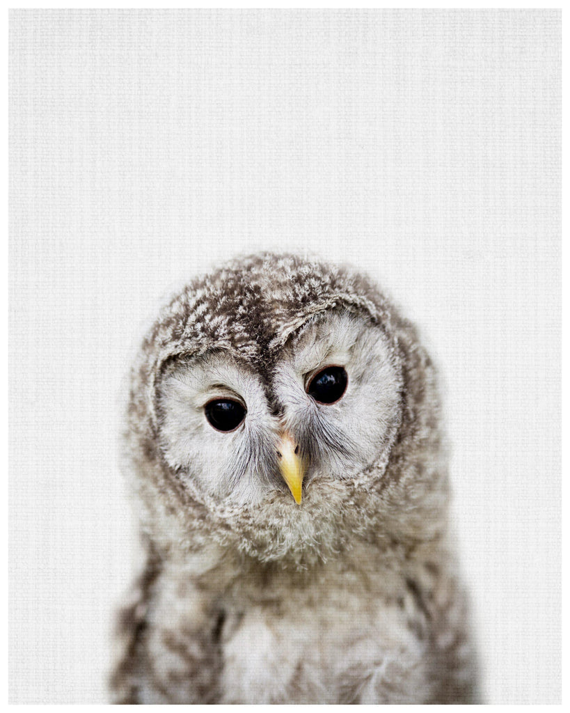Baby Owl - Wall Art Print