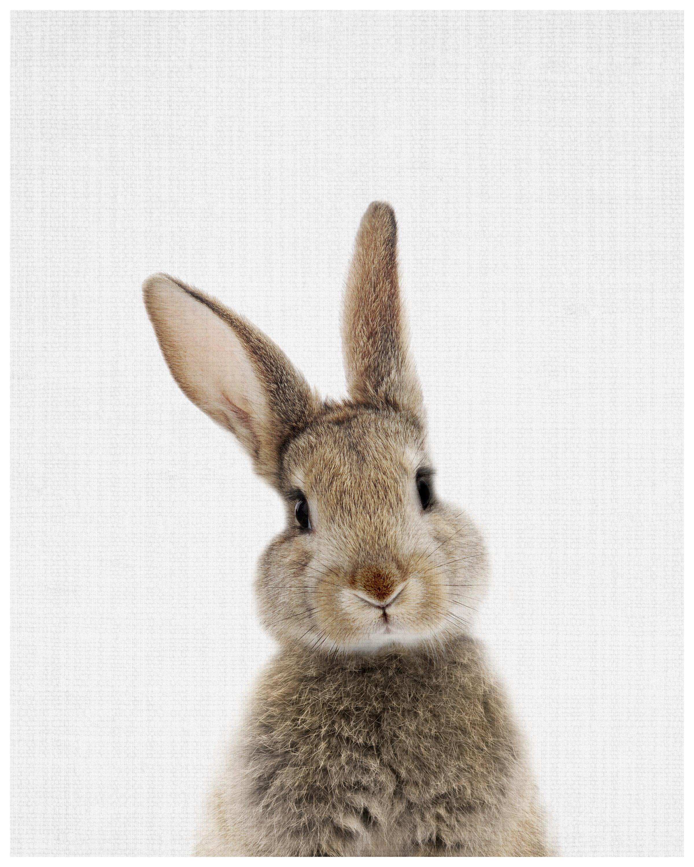 Small Rabbit Print Baby Rabbit Canvas Print - Get Canvas Art For Your Little One's Room ...